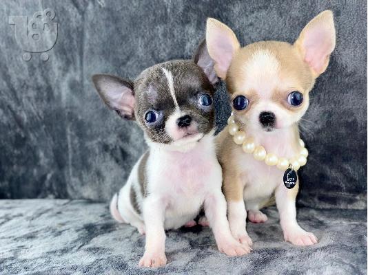 Κουτάβια AKC reg Chihuahua